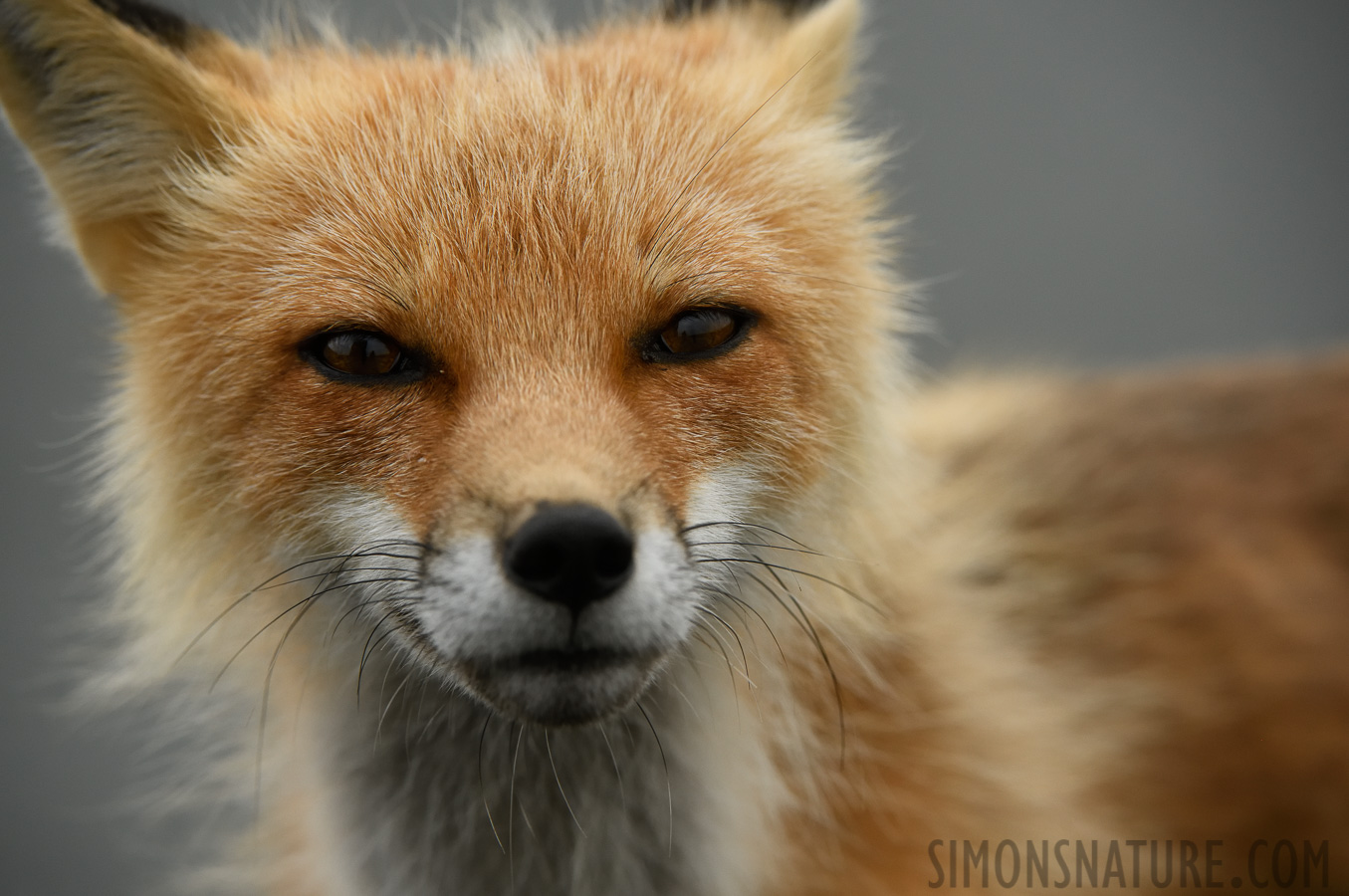 Vulpes vulpes deletrix [250 mm, 1/800 sec at f / 8.0, ISO 1600]